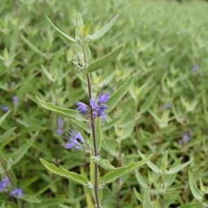 Caryopteris × clandonensis 'Heavenly Blue' 20-30 cm